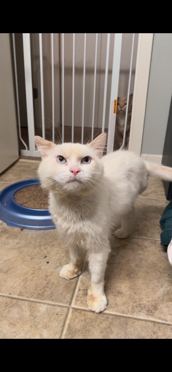 Minion, a Adoptable mixed breed in Mount Airy, MD image 5/10