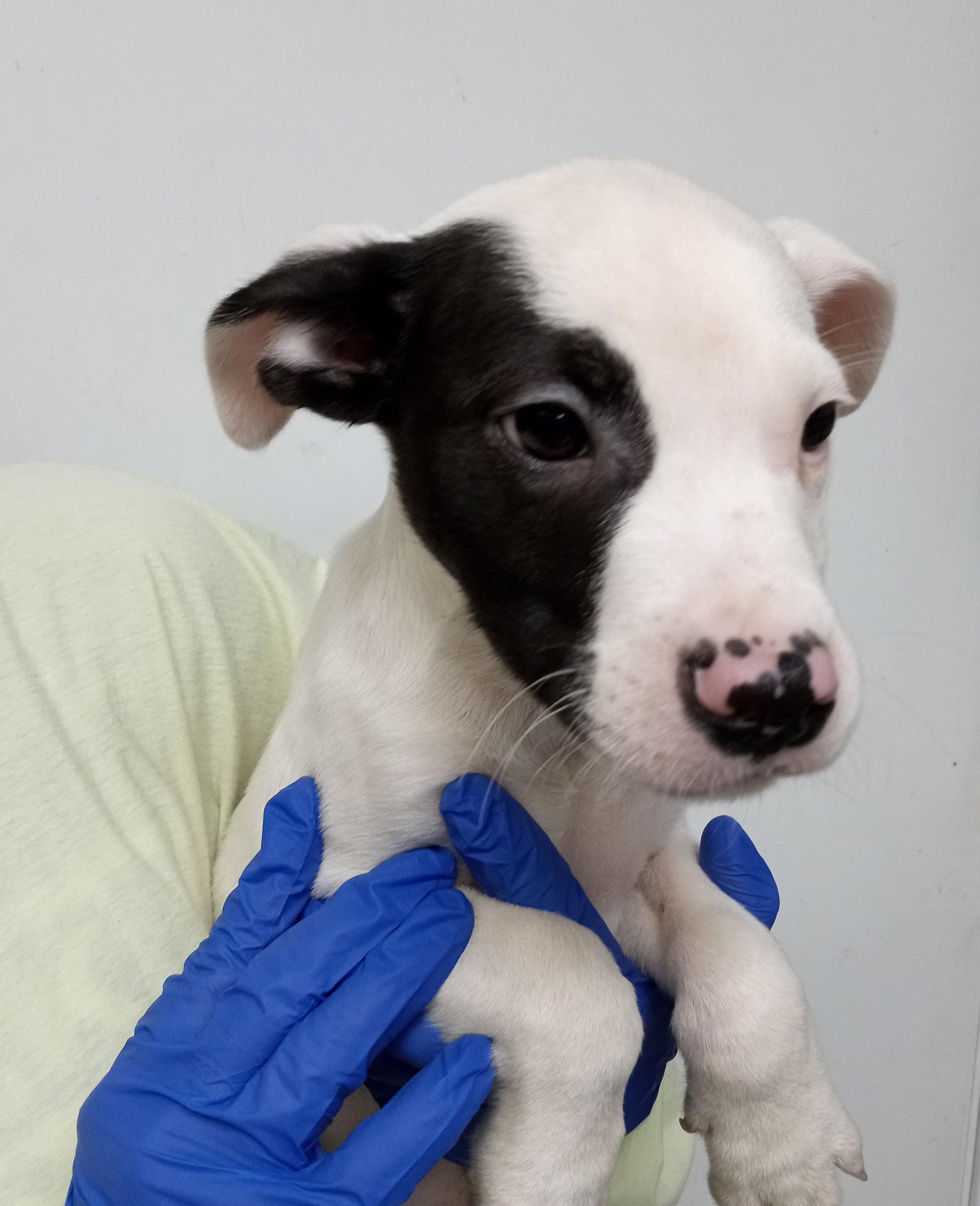 Ohara girl, adopted, Puppy Female Jack Russell Terrier & Terrier.