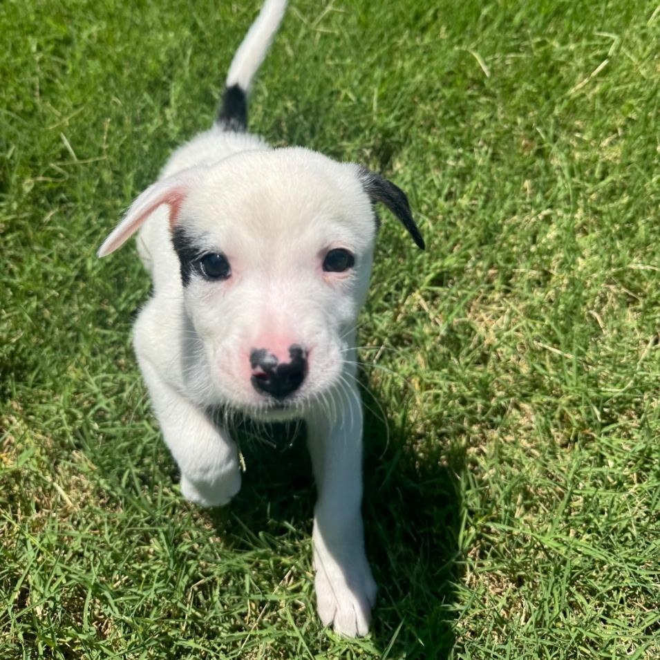 Norman, adopted, Puppy Male Jack Russell Terrier.