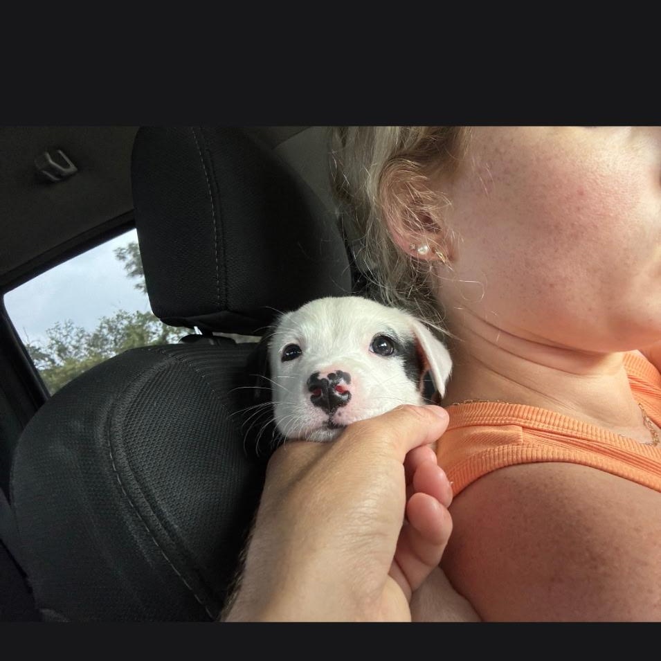 Enlarge Norman, an adopted mixed breed in Edmond, OK image 3/5