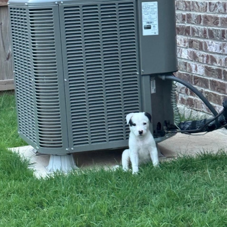 Enlarge Norman, an adopted mixed breed in Edmond, OK image 2/5