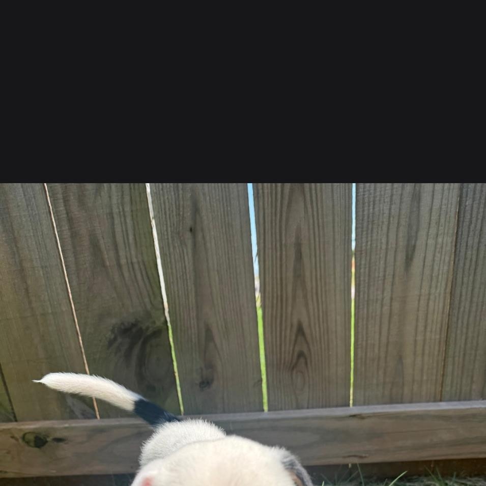 Enlarge Norman, an adopted mixed breed in Edmond, OK image 5/5