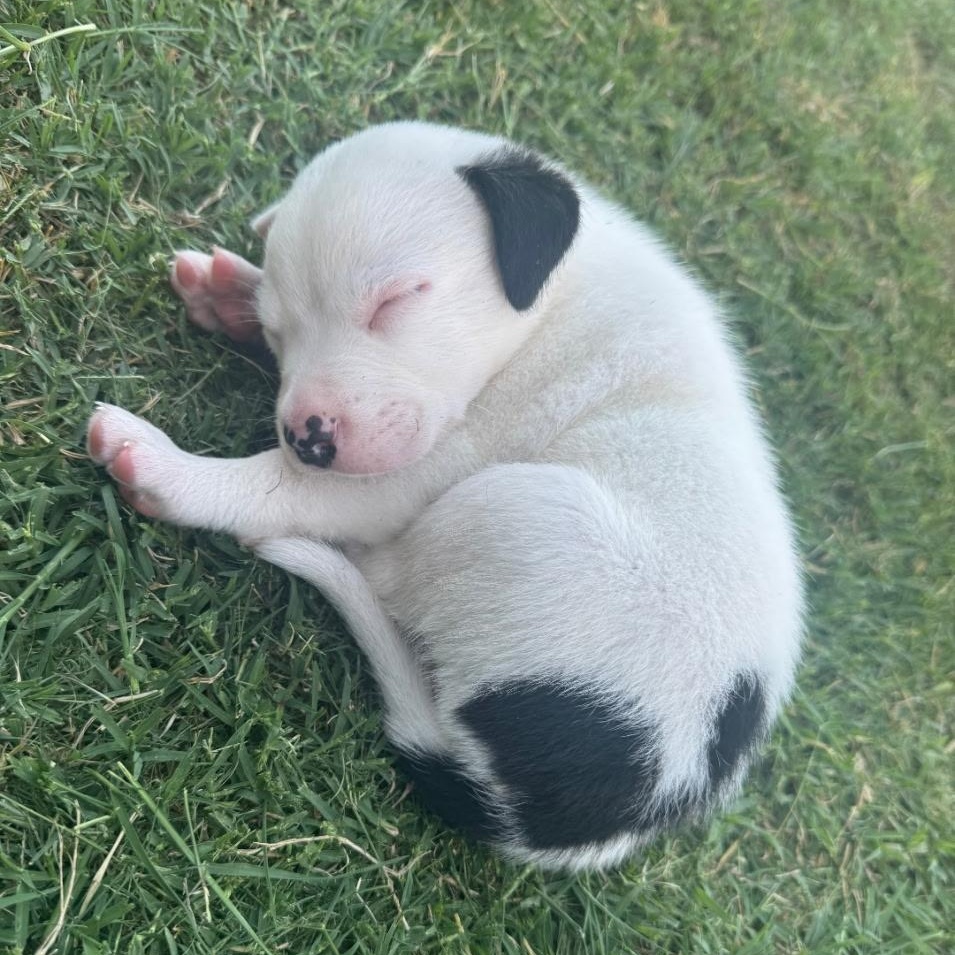 Enlarge Norman, an adopted mixed breed in Edmond, OK image 4/5