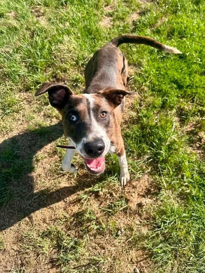Enlarge Diana, a Adoptable mixed breed in North Syracuse, NY image 1/4