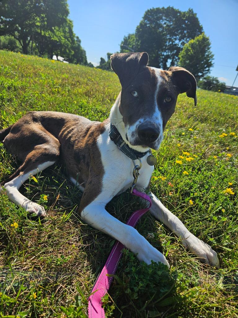 Diana, a Adoptable mixed breed in North Syracuse, NY image 2/6