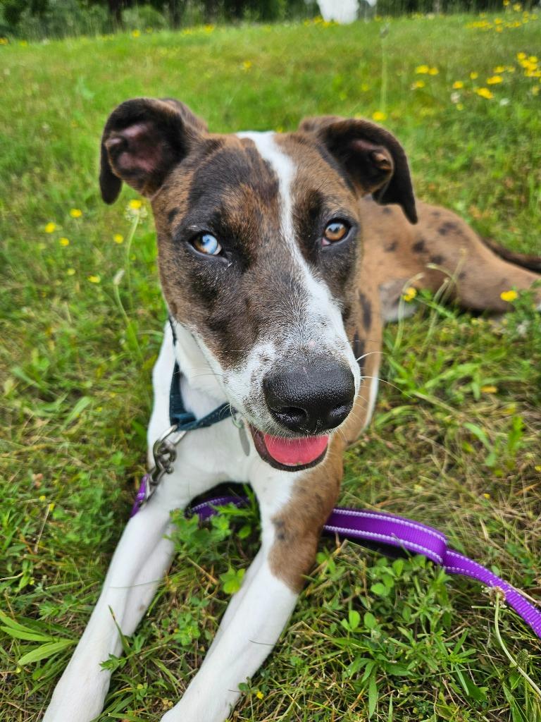 Diana, a Adoptable mixed breed in North Syracuse, NY image 3/6