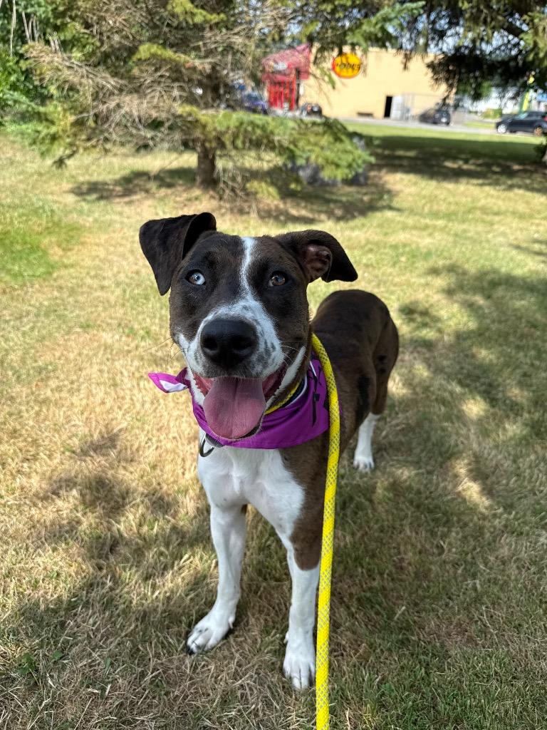 Enlarge Diana, a Adoptable mixed breed in North Syracuse, NY image 3/6