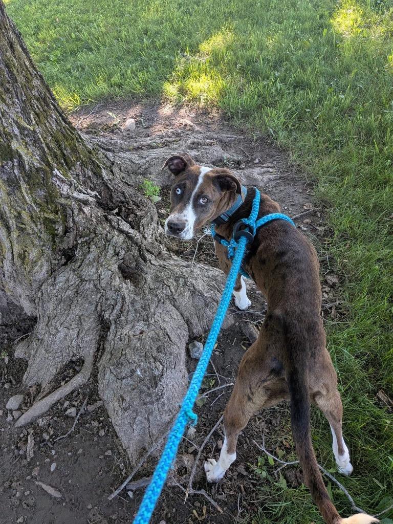 Enlarge Diana, a Adoptable mixed breed in North Syracuse, NY image 2/4