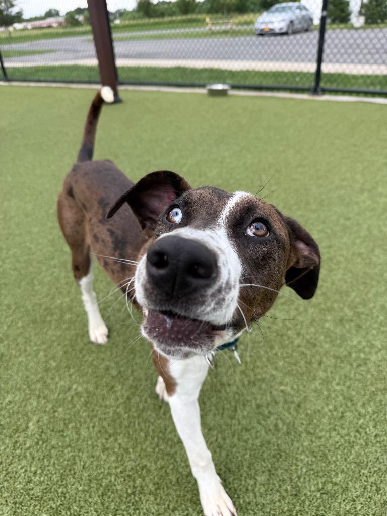 Enlarge Diana, a Adoptable mixed breed in North Syracuse, NY image 3/4
