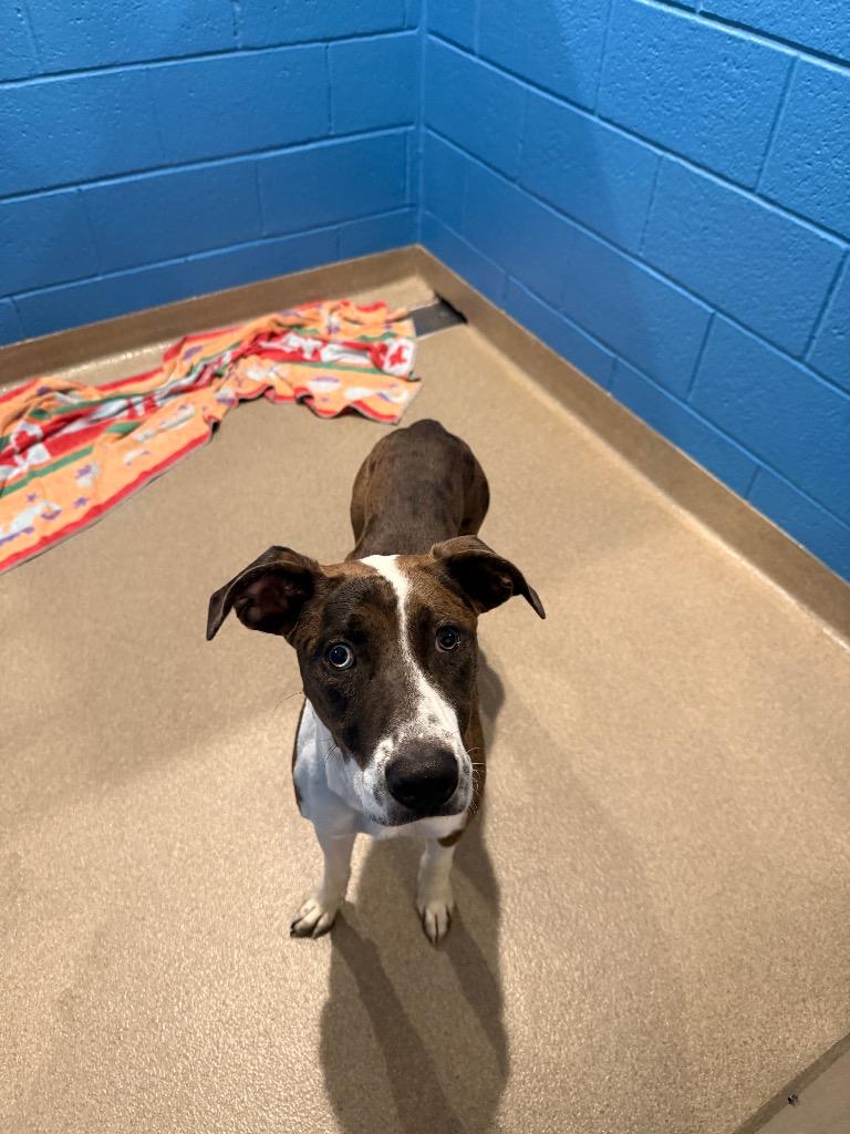 Enlarge Diana, a Adoptable mixed breed in North Syracuse, NY image 4/4