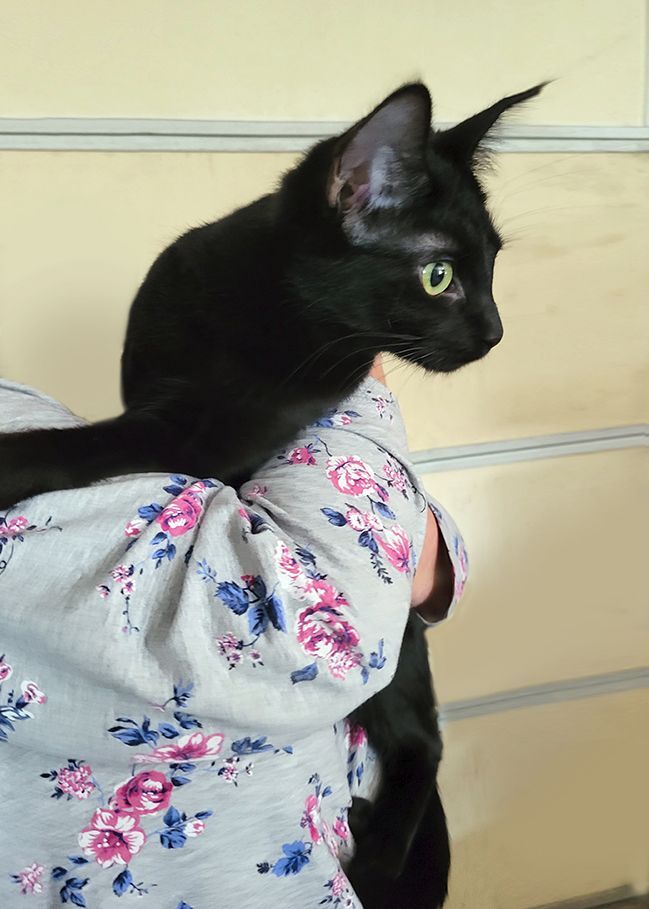 Rosie, a Adoptable Domestic Short Hair in Smithfield, VA image 1/6