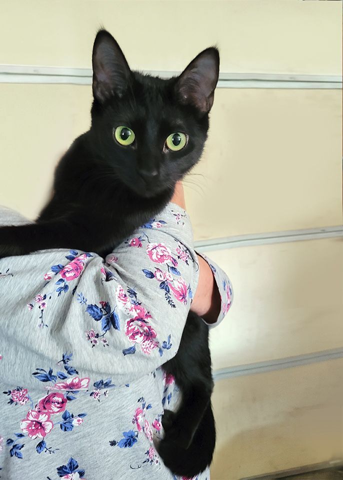 Rosie, a Adoptable Domestic Short Hair in Smithfield, VA image 2/6