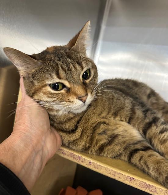 Enlarge Natalie Nunn , a ADOPTABLE Domestic Short Hair in Cincinnati, OH image 5/6