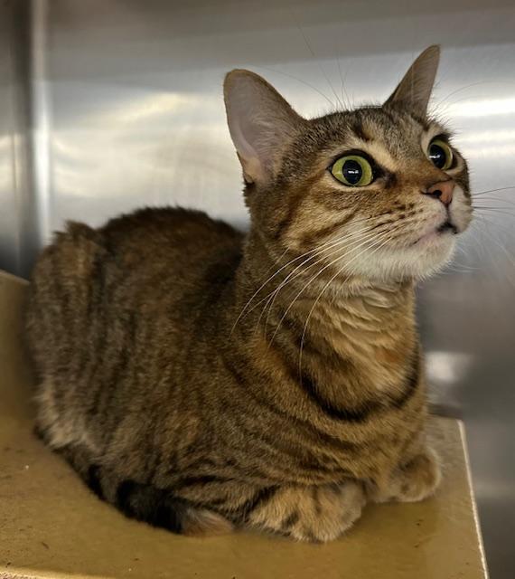 Enlarge Natalie Nunn , a ADOPTABLE Domestic Short Hair in Cincinnati, OH image 2/6