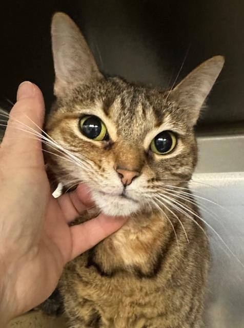 Enlarge Natalie Nunn , a ADOPTABLE Domestic Short Hair in Cincinnati, OH image 4/6