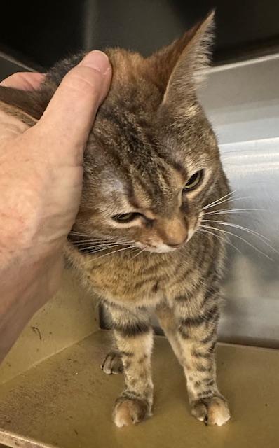 Enlarge Natalie Nunn , a ADOPTABLE Domestic Short Hair in Cincinnati, OH image 3/6