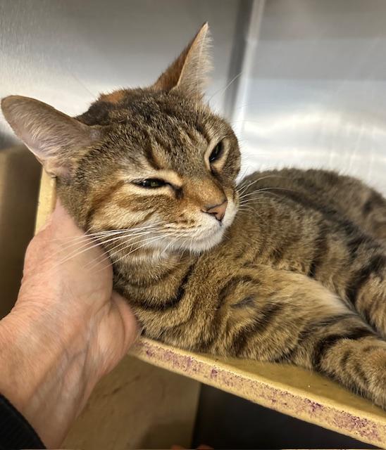 Enlarge Natalie Nunn , a ADOPTABLE Domestic Short Hair in Cincinnati, OH image 6/6