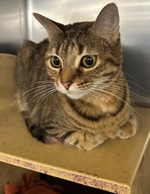 Enlarge Natalie Nunn , a ADOPTABLE Domestic Short Hair in Cincinnati, OH image 1/6