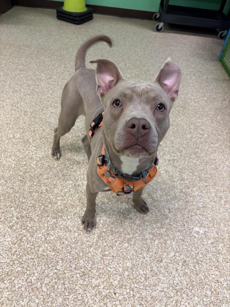 Simon, a Adoptable mixed breed in Utica, MI image 1/3