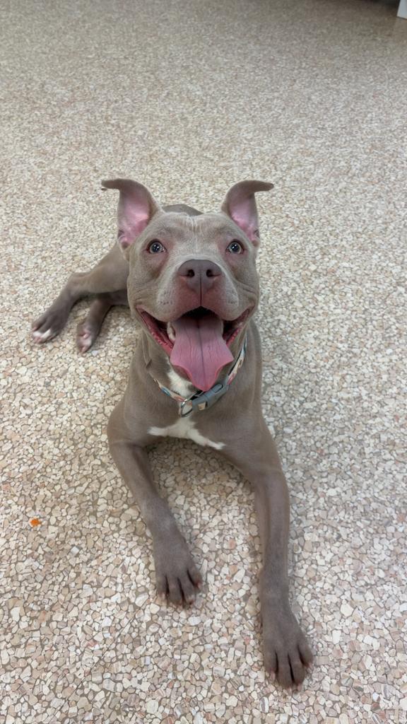 Simon, a Adoptable mixed breed in Utica, MI image 4/4