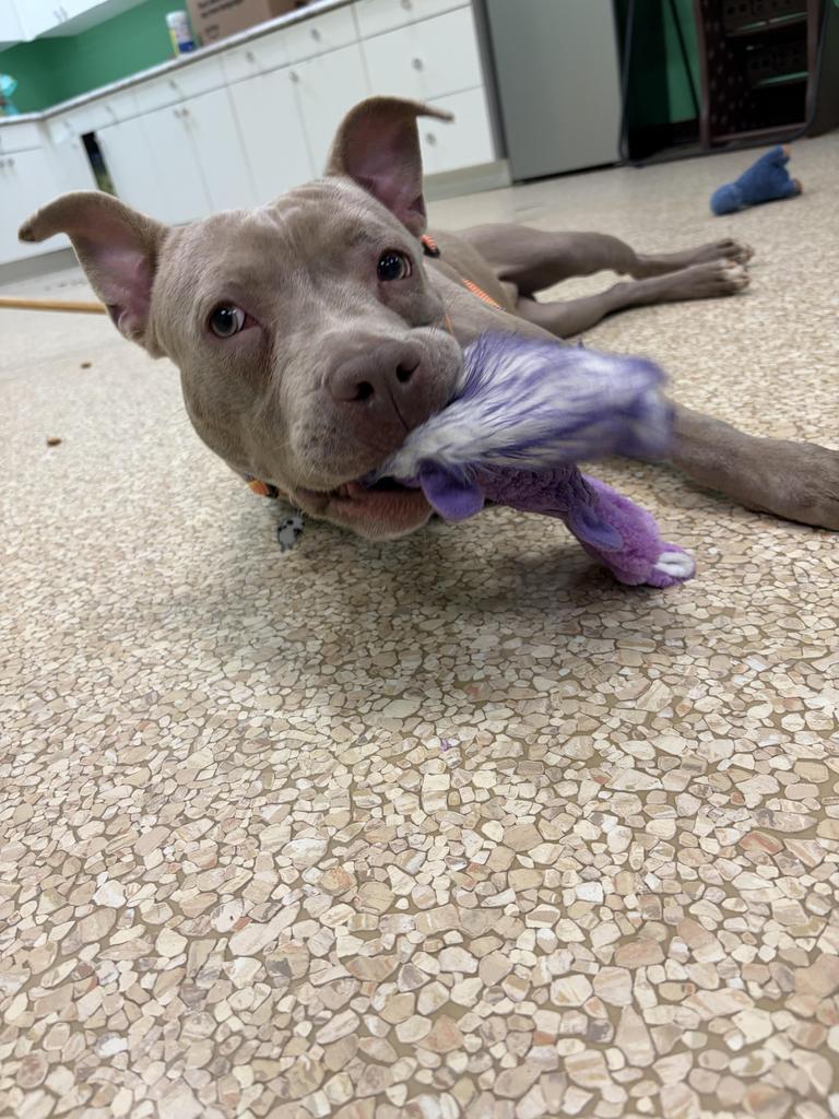 Simon, a Adoptable mixed breed in Utica, MI image 2/3