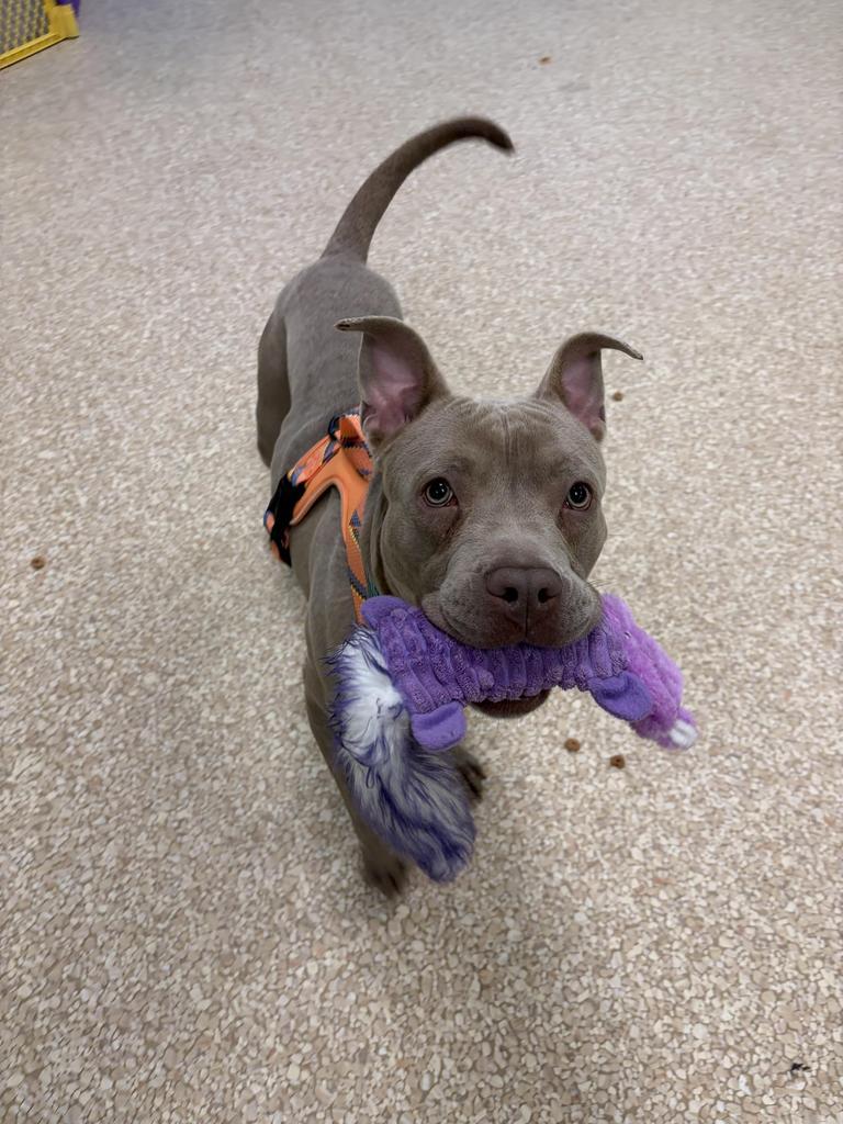 Simon, a Adoptable mixed breed in Utica, MI image 3/3