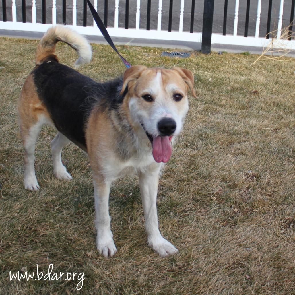 Paddington, Adoptable, Adult Male Airedale Terrier & Mixed Breed.