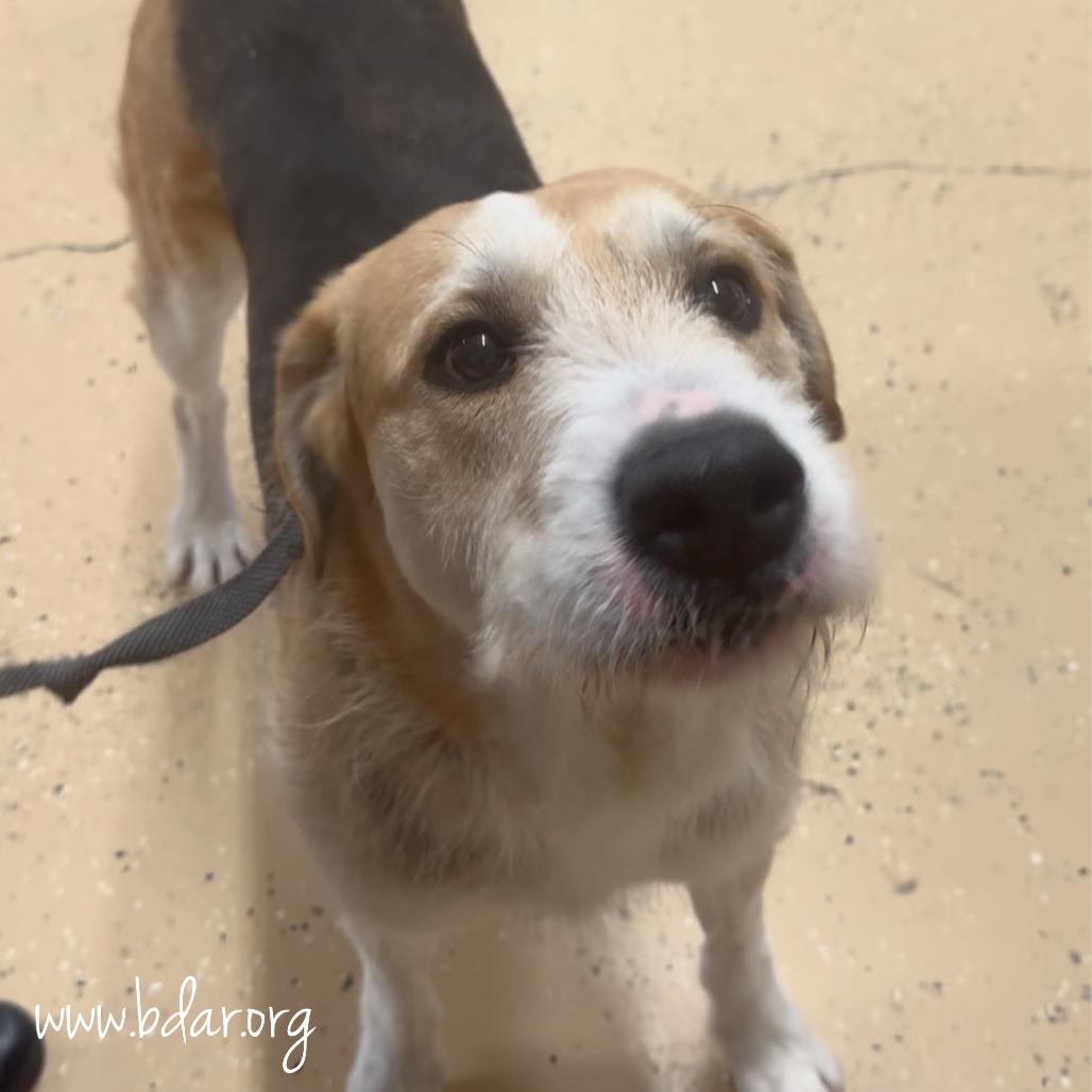 Enlarge Paddington, a Adoptable mixed breed in Cheyenne, WY image 4/6