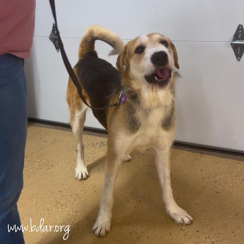 Enlarge Paddington, a Adoptable mixed breed in Cheyenne, WY image 5/6