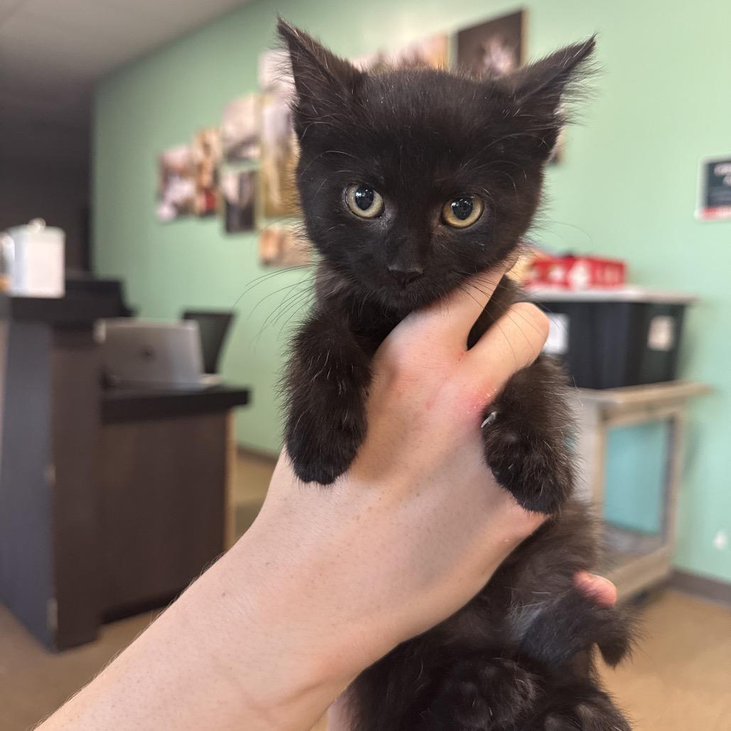 Rush, Adoptable, Kitten Female Domestic Short Hair.
