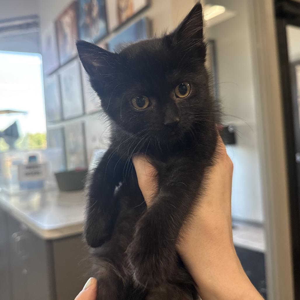 Rush, a Adoptable Domestic Short Hair in Chaska, MN image 2/6