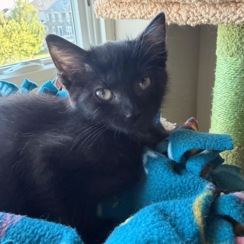 Rush, a Adoptable Domestic Short Hair in Chaska, MN image 3/6