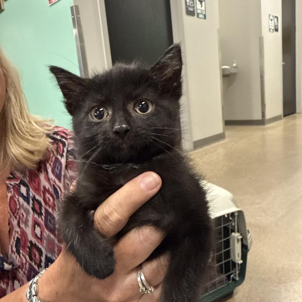 Rush, a Adoptable Domestic Short Hair in Chaska, MN image 4/6
