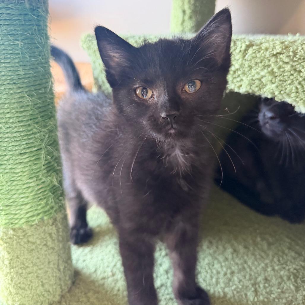 Rush, a Adoptable Domestic Short Hair in Chaska, MN image 5/6