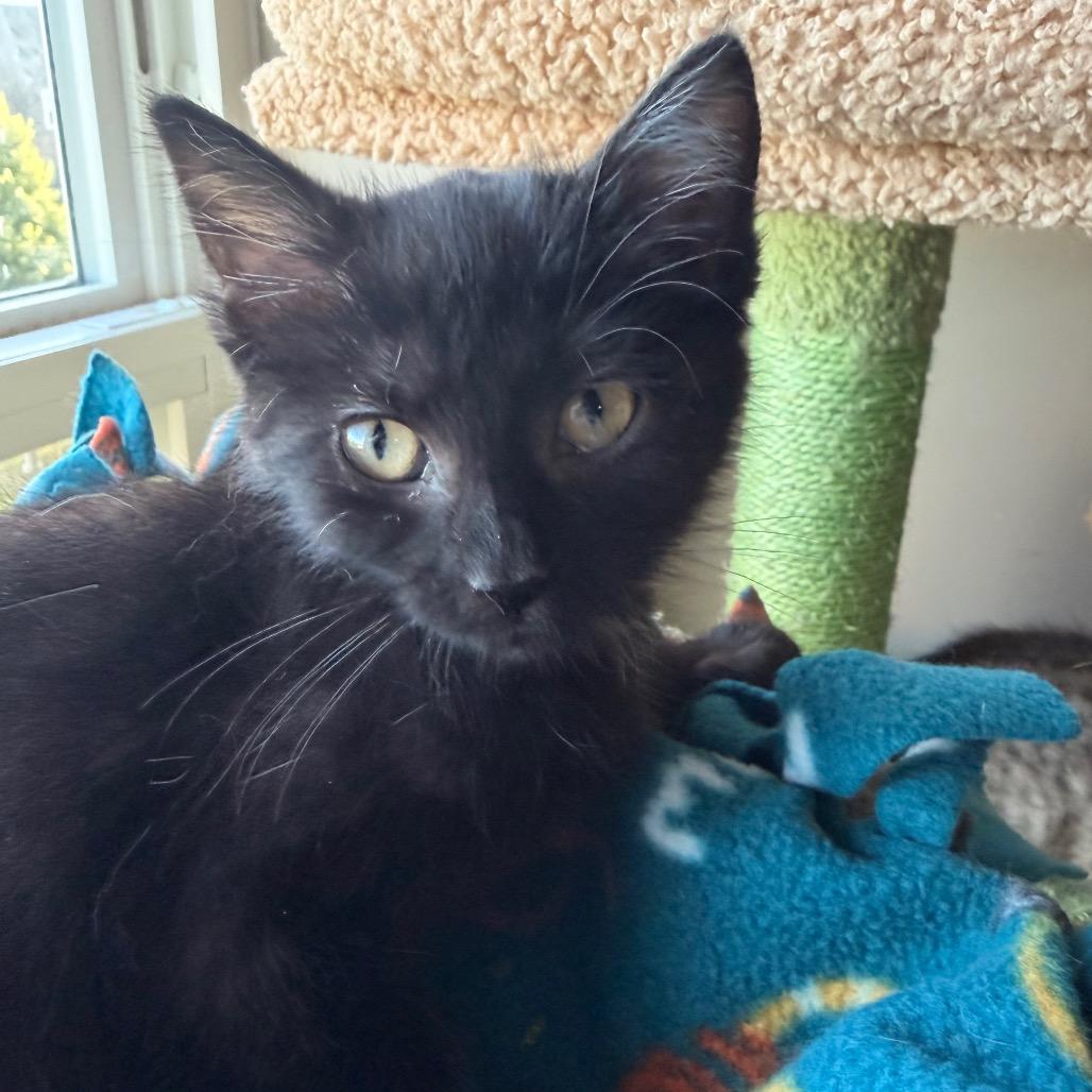 Rush, a Adoptable Domestic Short Hair in Chaska, MN image 6/6