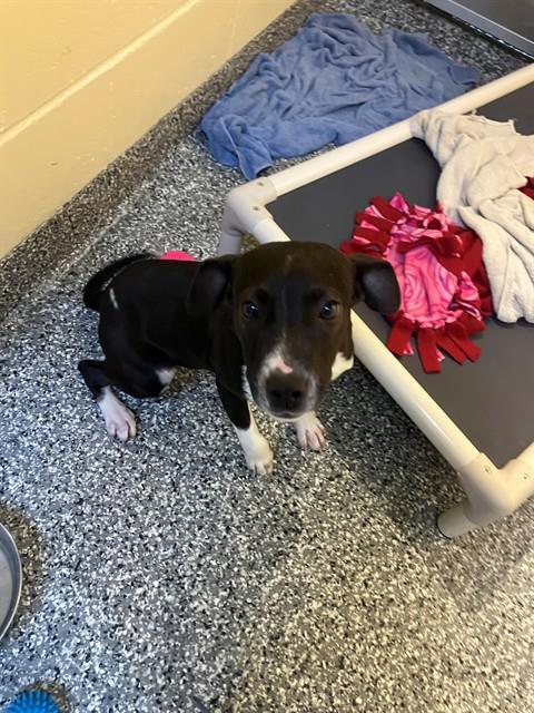 DUNCAN, Adoptable, Young Male Australian Cattle Dog / Blue Heeler & Mixed Breed.