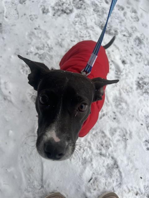 Enlarge DUNCAN, a Adoptable mixed breed in Boston, MA image 1/1