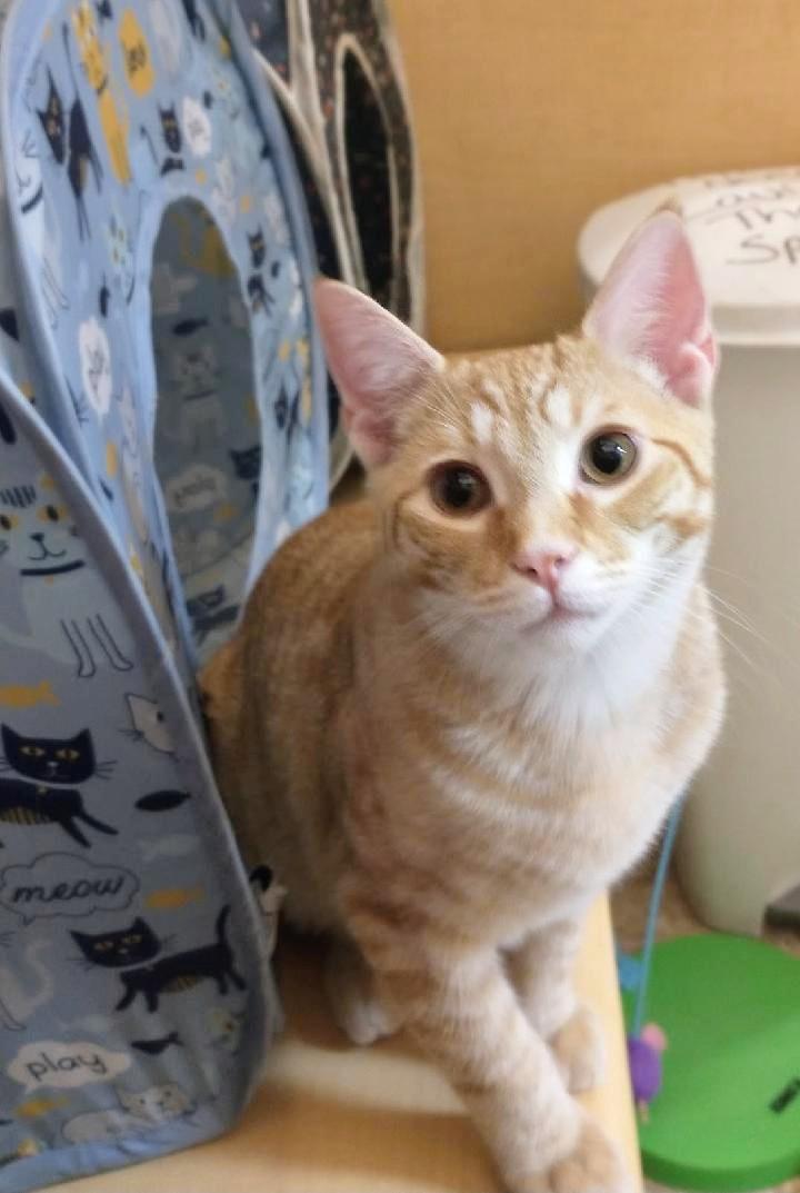 Sherbet, an adoptable Tabby in Waynesboro, VA image 3/6