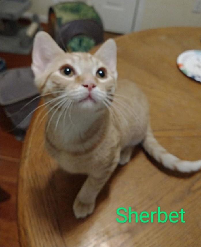 Sherbet, an adoptable Tabby in Waynesboro, VA image 1/6