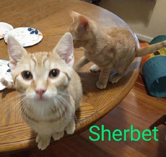 Sherbet, an adoptable Tabby in Waynesboro, VA image 3/6