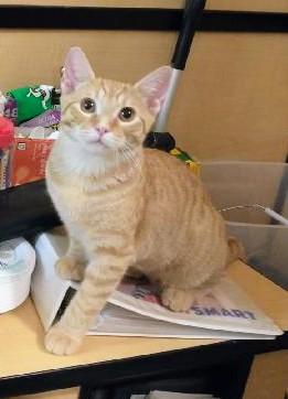 Sherbet, adoptable, Kitten Male Tabby.