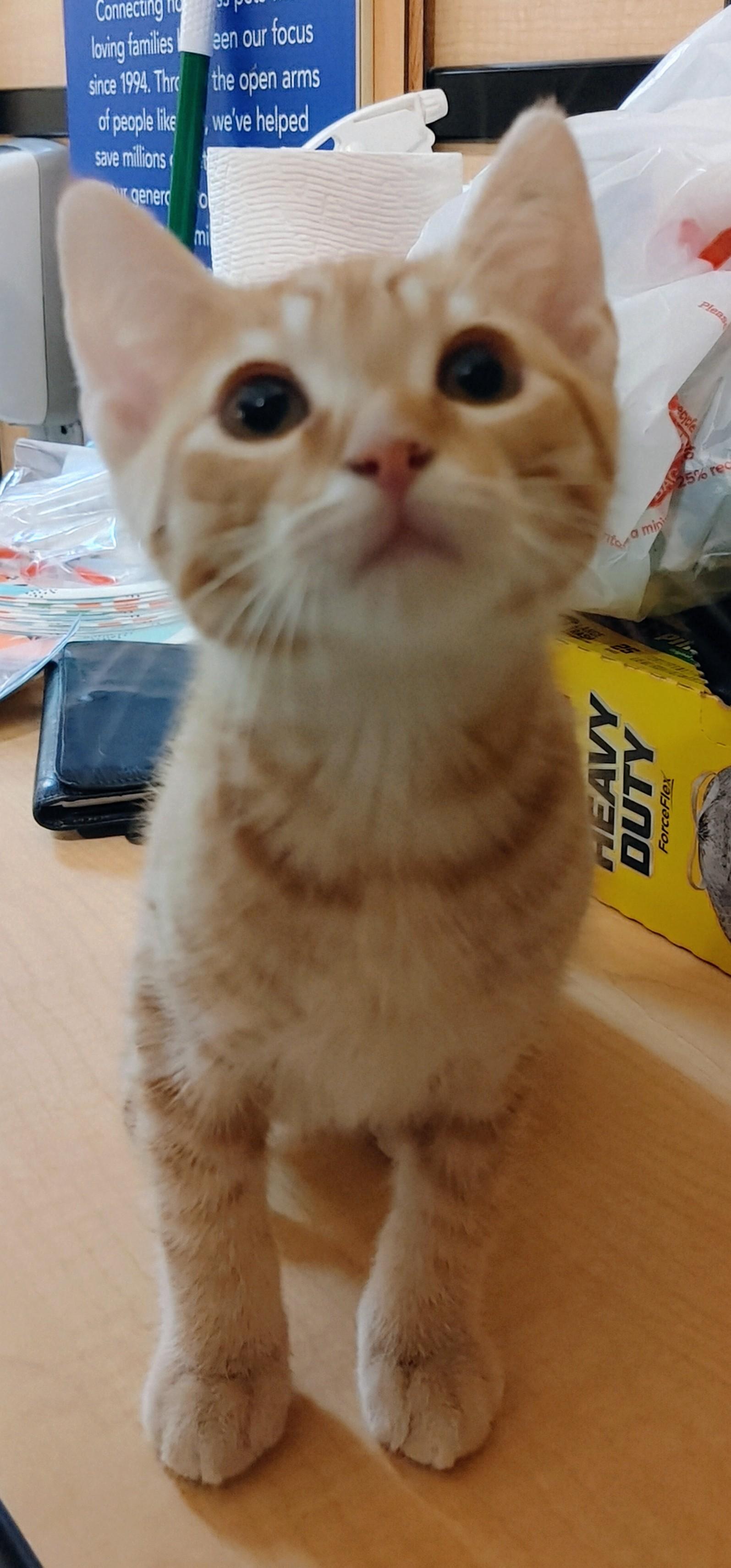 Sherbet, an adoptable Tabby in Waynesboro, VA image 5/6