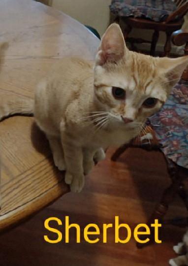 Sherbet, an adoptable Tabby in Waynesboro, VA image 2/6
