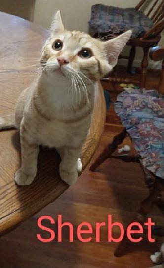Sherbet, an adoptable Tabby in Waynesboro, VA image 4/6