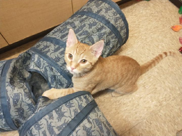 Sherbet, an adoptable Tabby in Waynesboro, VA image 4/6
