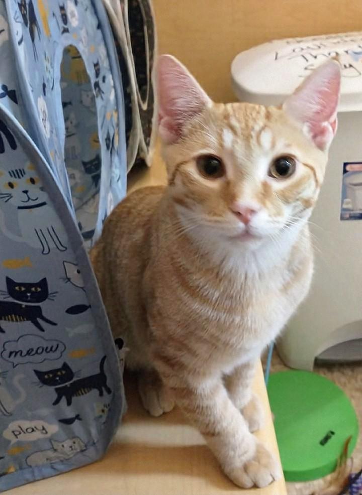 Sherbet, an adoptable Tabby in Waynesboro, VA image 2/6