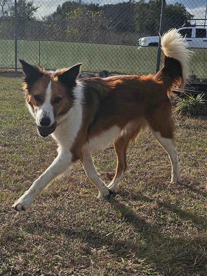 Enlarge Lasso, a Adoptable Mixed Breed in Ocala, FL image 2/3