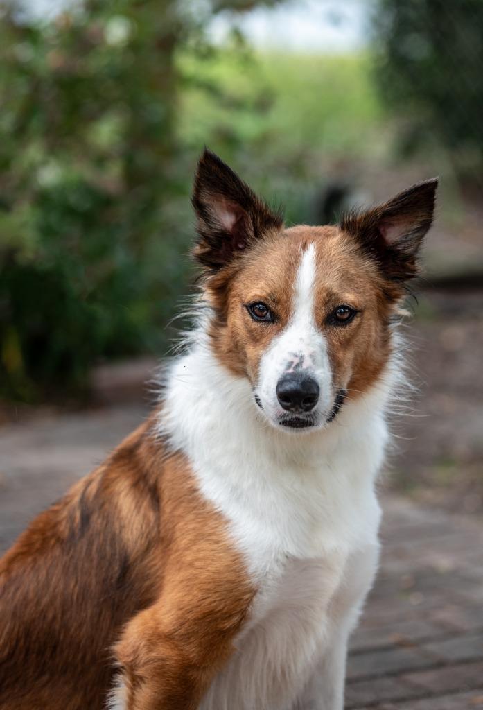 Enlarge Lasso, a Adoptable Mixed Breed in Ocala, FL image 3/3
