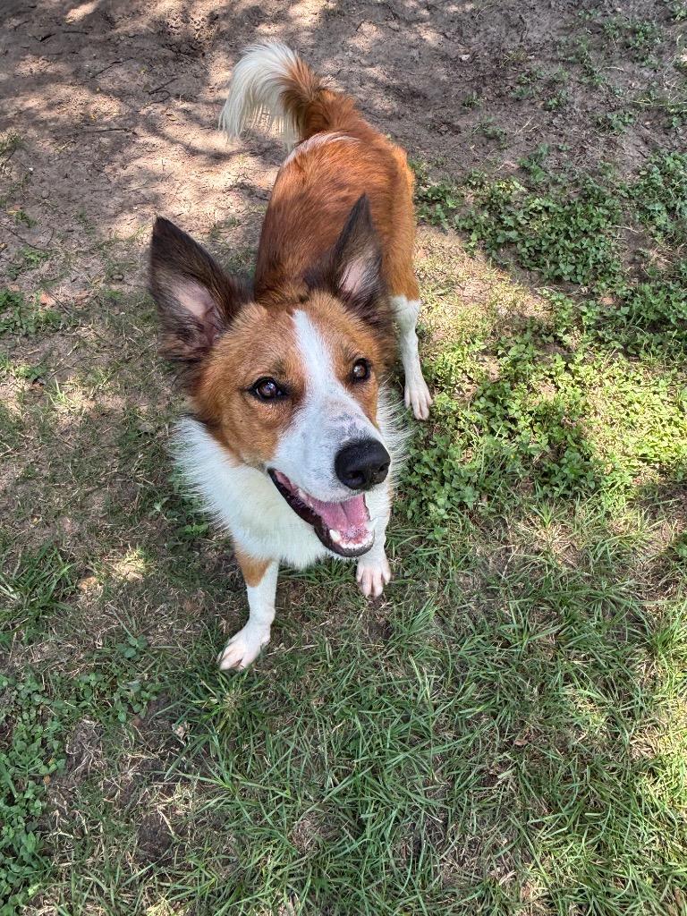 Lasso, a Adoptable Mixed Breed in Ocala, FL image 1/4