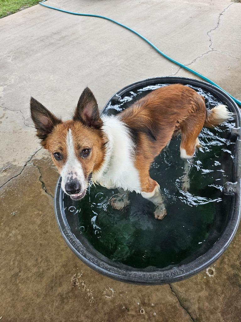 Lasso, a Adoptable Mixed Breed in Ocala, FL image 4/4